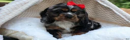 Cocker Spaniel dogs for sale: Brunson 🐶💙 - Ad 10