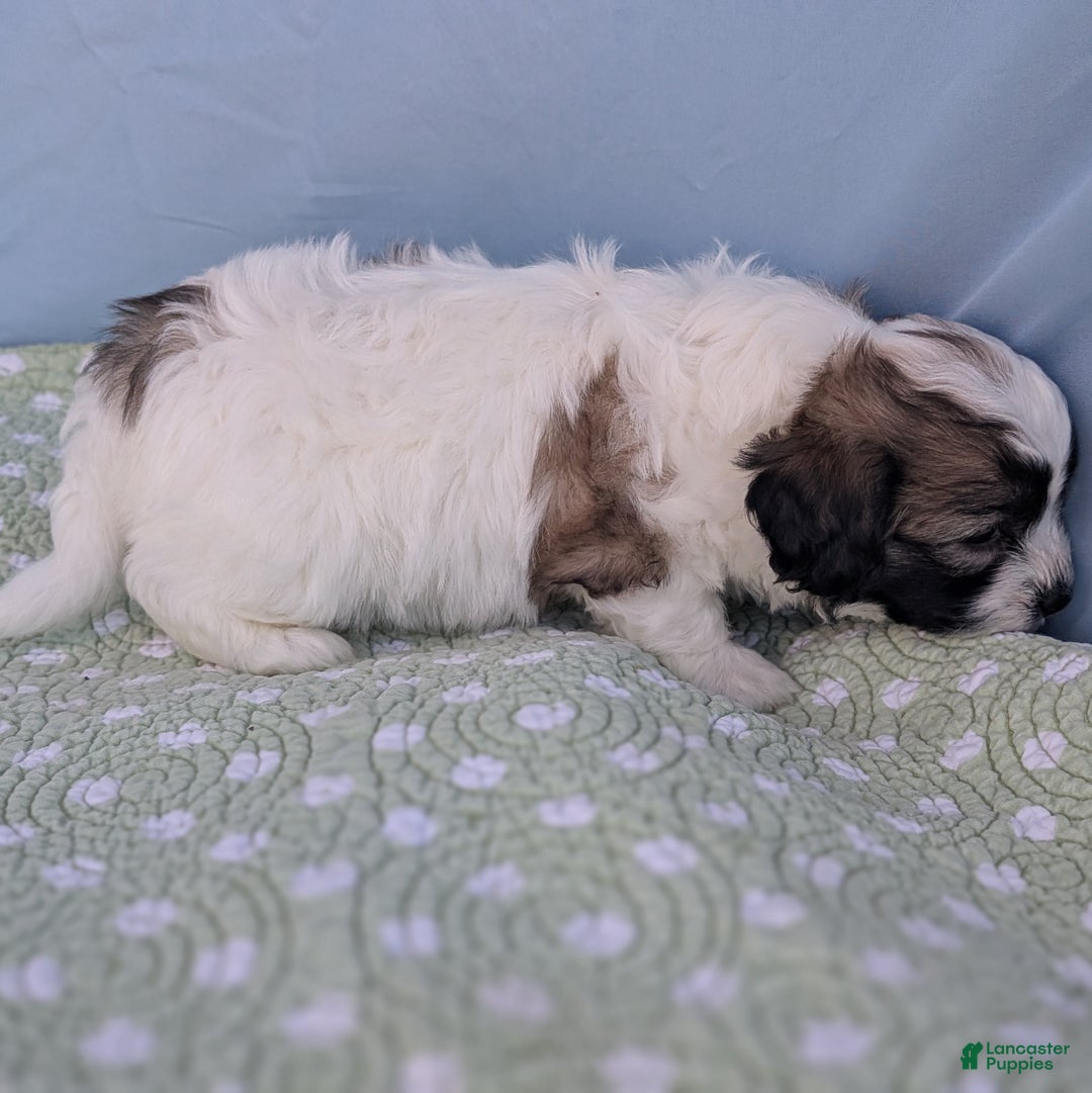 Teddy Bear dogs for sale: Nimbus - Ad 3