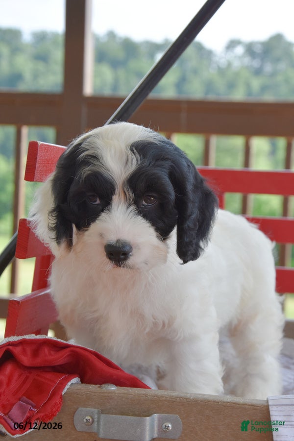 Cockapoo dogs Penny - Ad 2