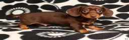 Miniature Dachshund dogs for sale: Ronnie - Ad 6