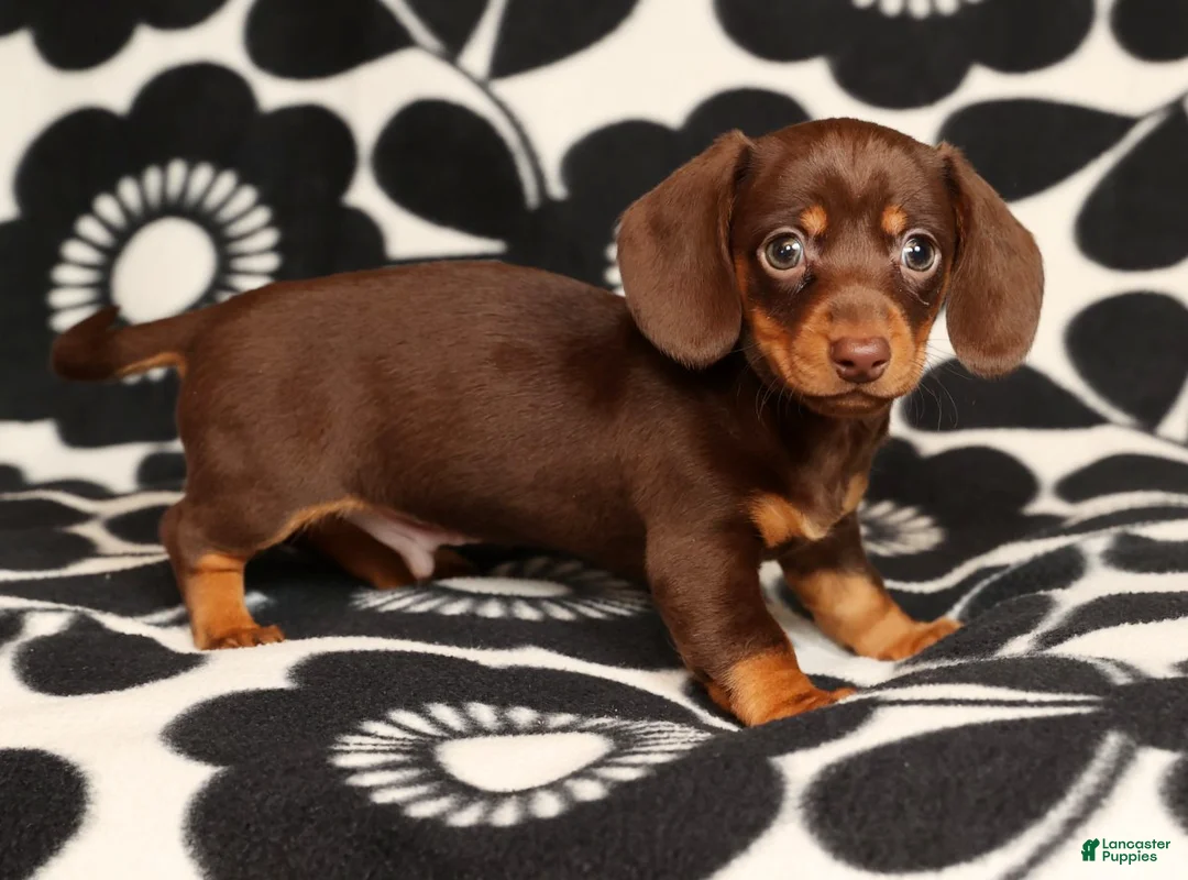 Miniature Dachshund dogs for sale: Ronnie - Ad 6