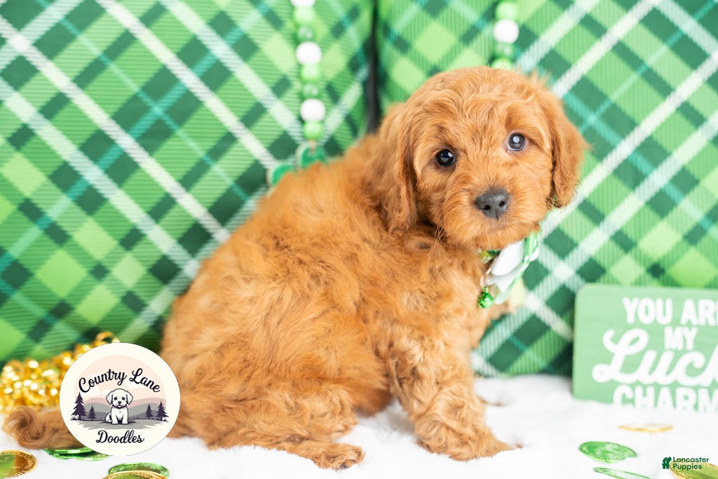 Cavapoo dogs Rory - Ad 2
