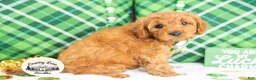 Cavapoo dogs for sale: Rory - Ad 2