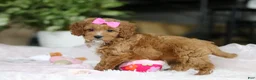Cavapoo dogs for sale: Princess - Ad 7