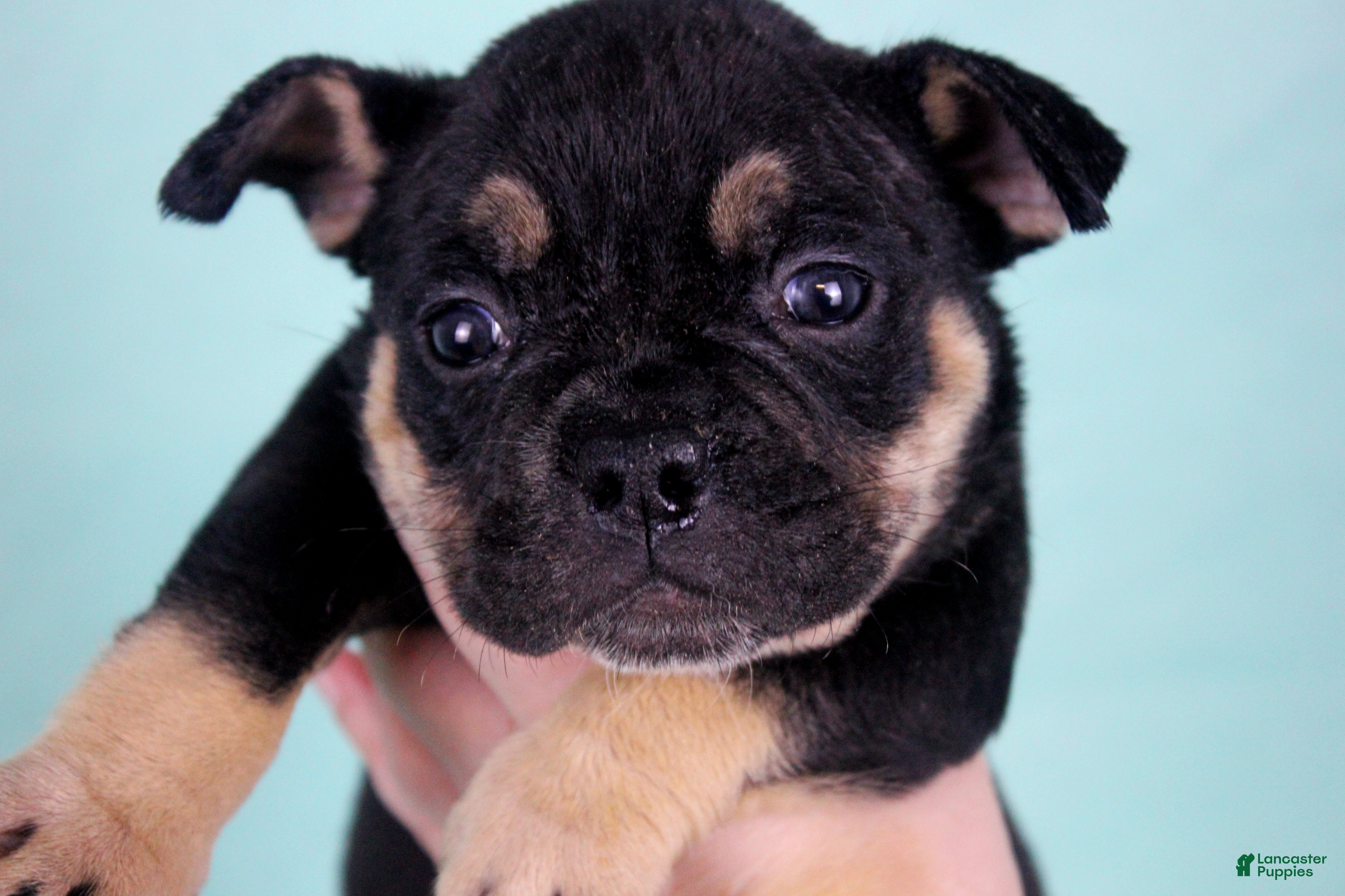 American Bully dogs Black Tri Female - Ad 2