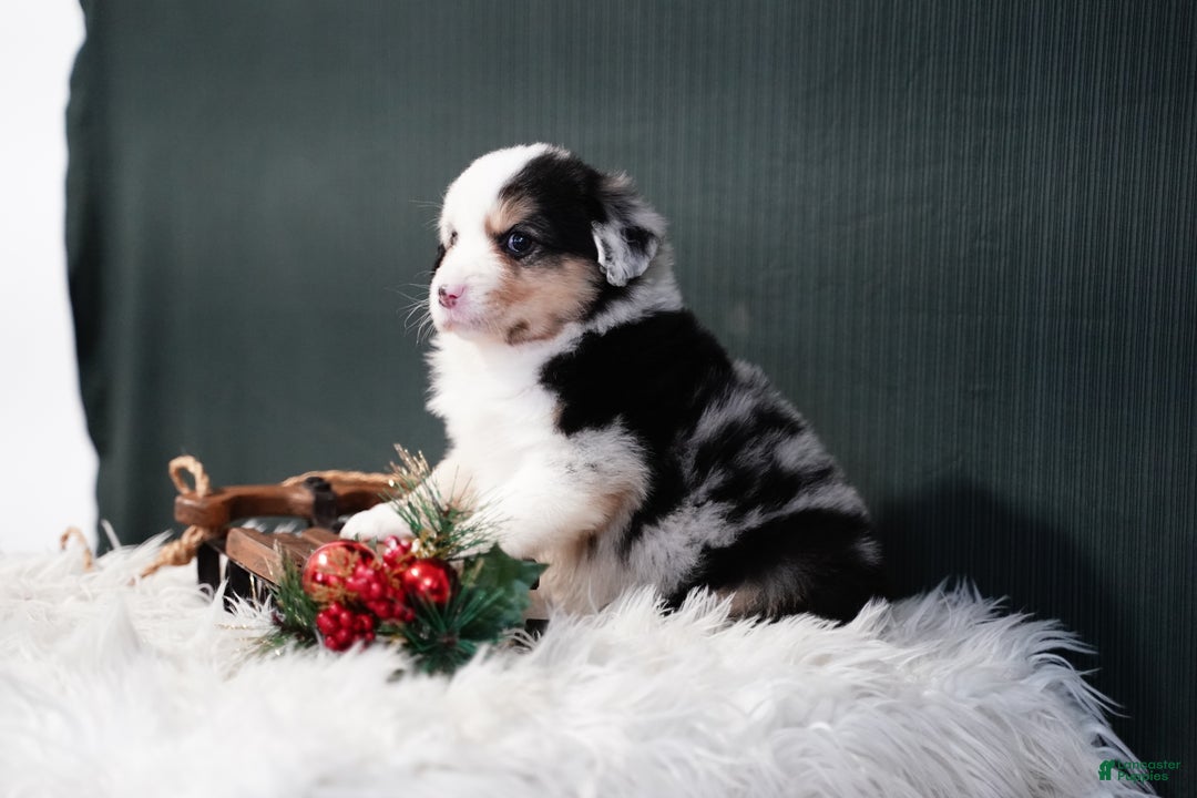 Miniature Australian Shepherd dogs for sale: Drew - Ad 5