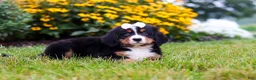 Bernese Mountain Dog dogs for sale: Bailey - Ad 7