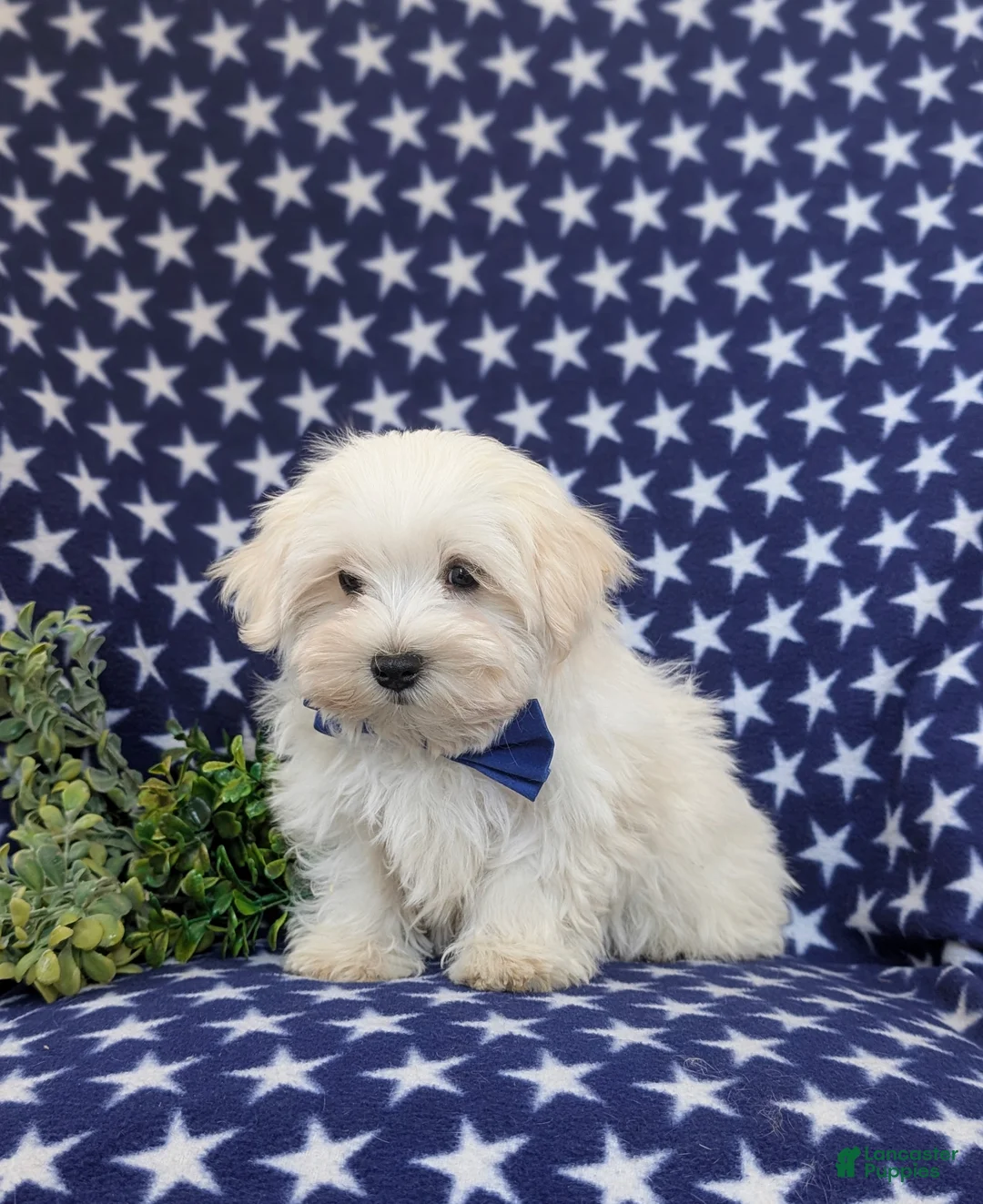 Maltese dogs for sale: Hale 7 lbs Full Grown - Ad 2