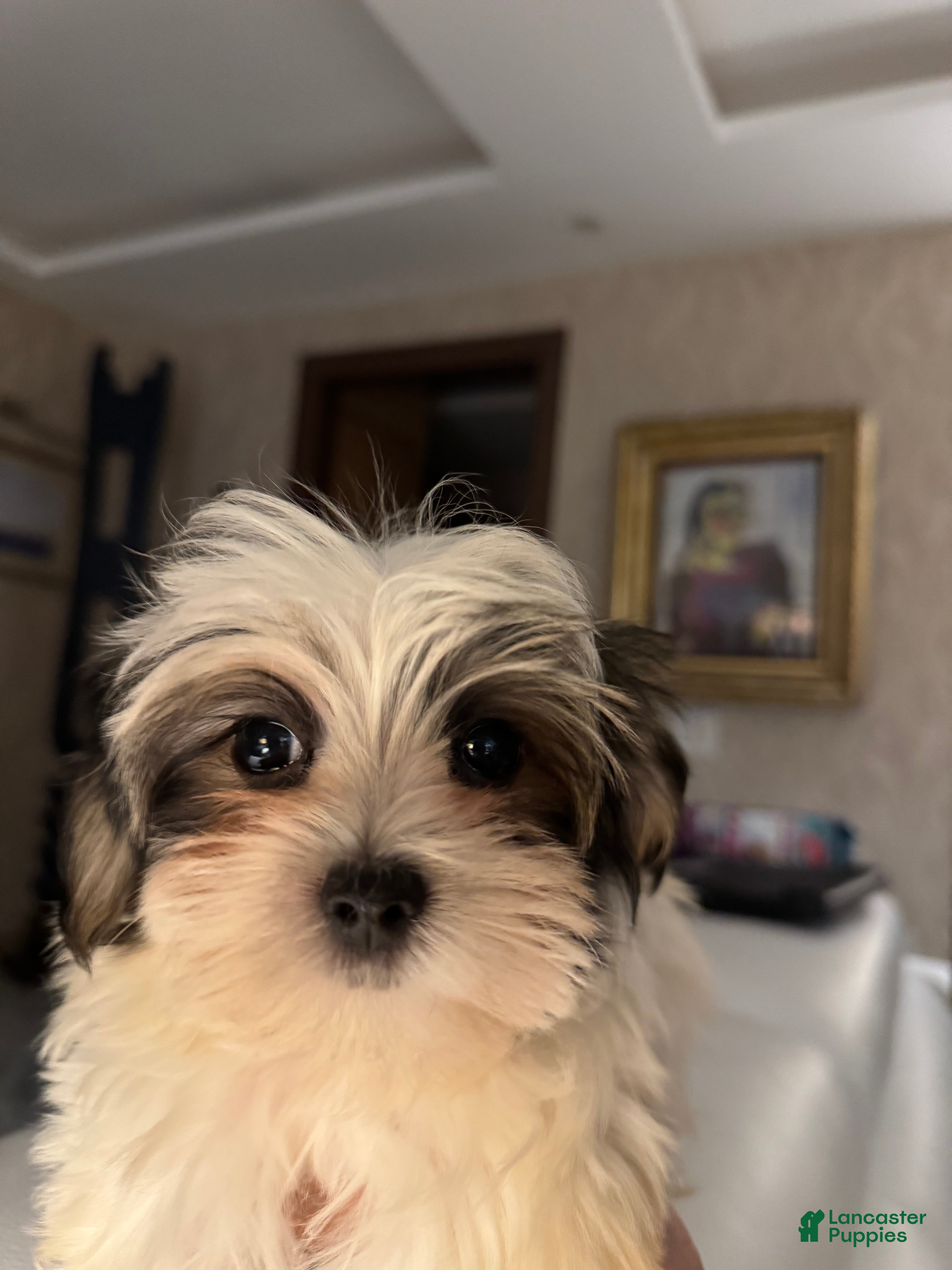 Morkie Puppies for sale in New York Lancaster Puppies