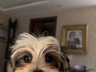 Morkie dogs Rice - Ad 31