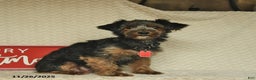 Yorkiepoo dogs for sale: Dustin  - Ad 11