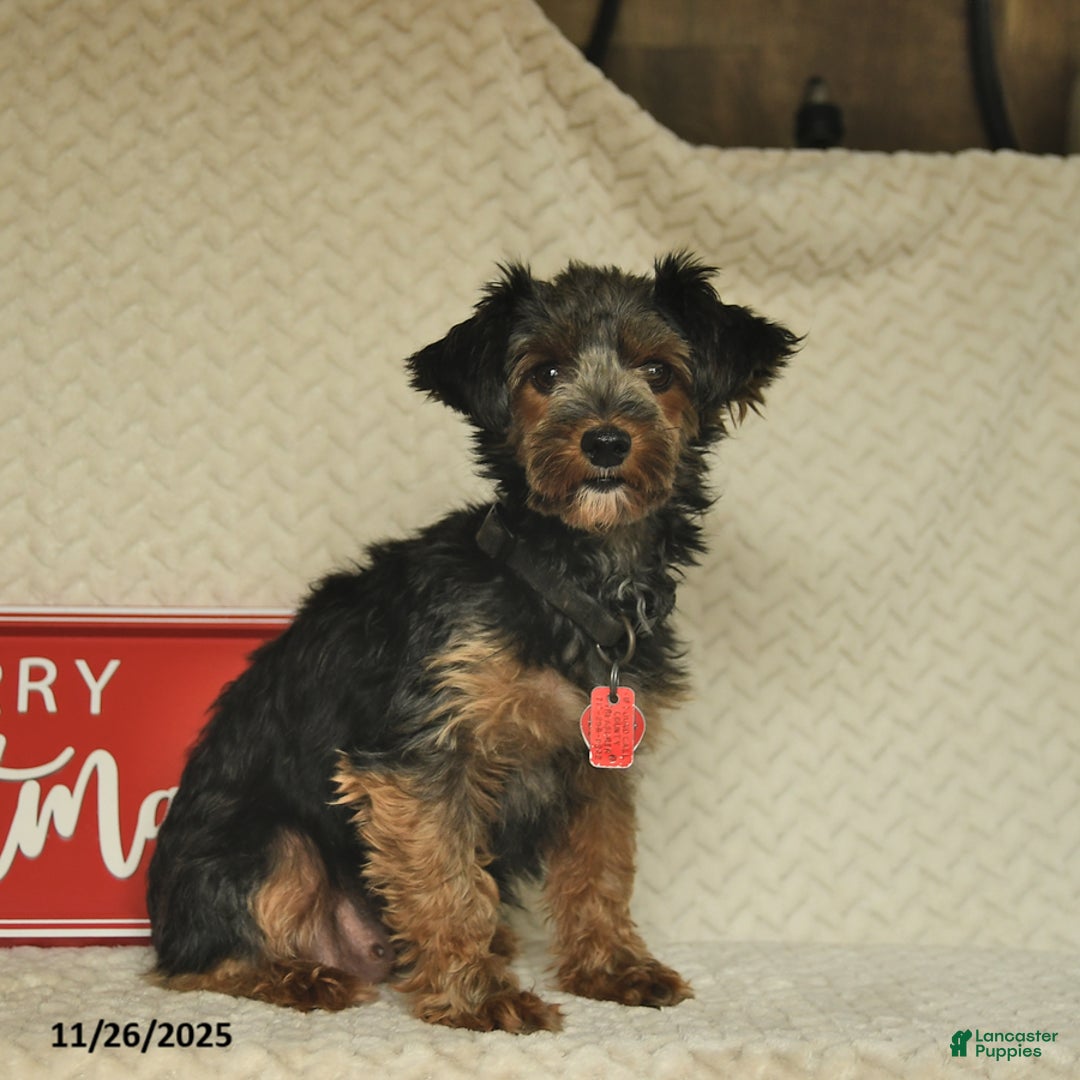 Yorkiepoo dogs for sale: Dustin  - Ad 11