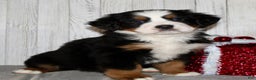 Bernese Mountain Dog dogs for sale: Loki - Ad 5