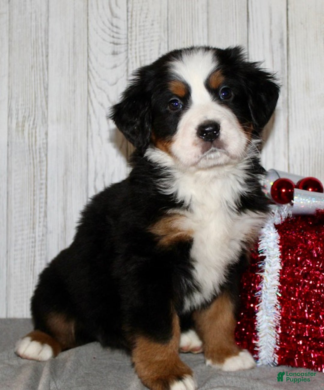 Bernese Mountain Dog dogs for sale: Loki - Ad 5