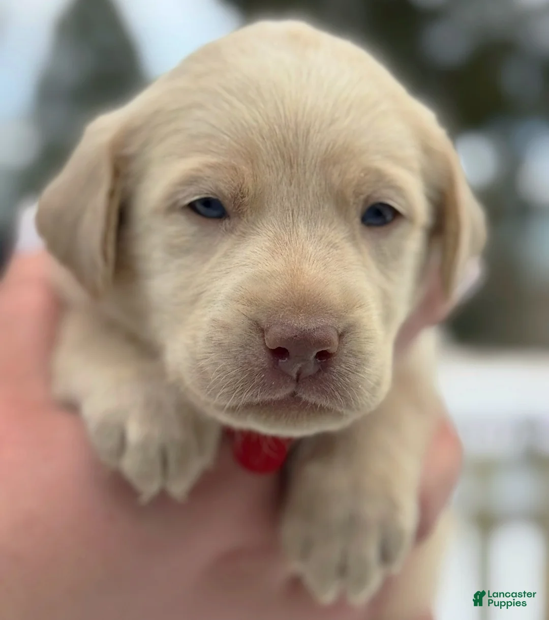 Labrador Retriever dogs for sale: Labrador Retriever Puppy 1 - Ad 20