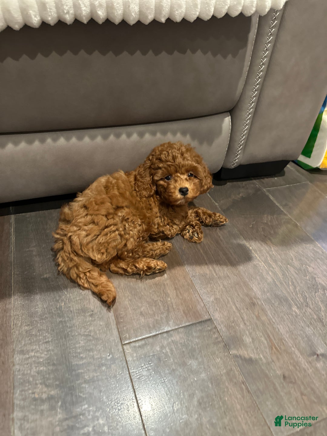 Toy Poodle dogs for sale: Jayden- Teacup/Toy Genetically TESTED - Ad 6