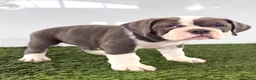 Olde English Bulldogge dogs for sale: Leah - Ad 4