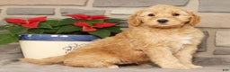 Mini Goldendoodle dogs for sale: Einstein - Ad 5
