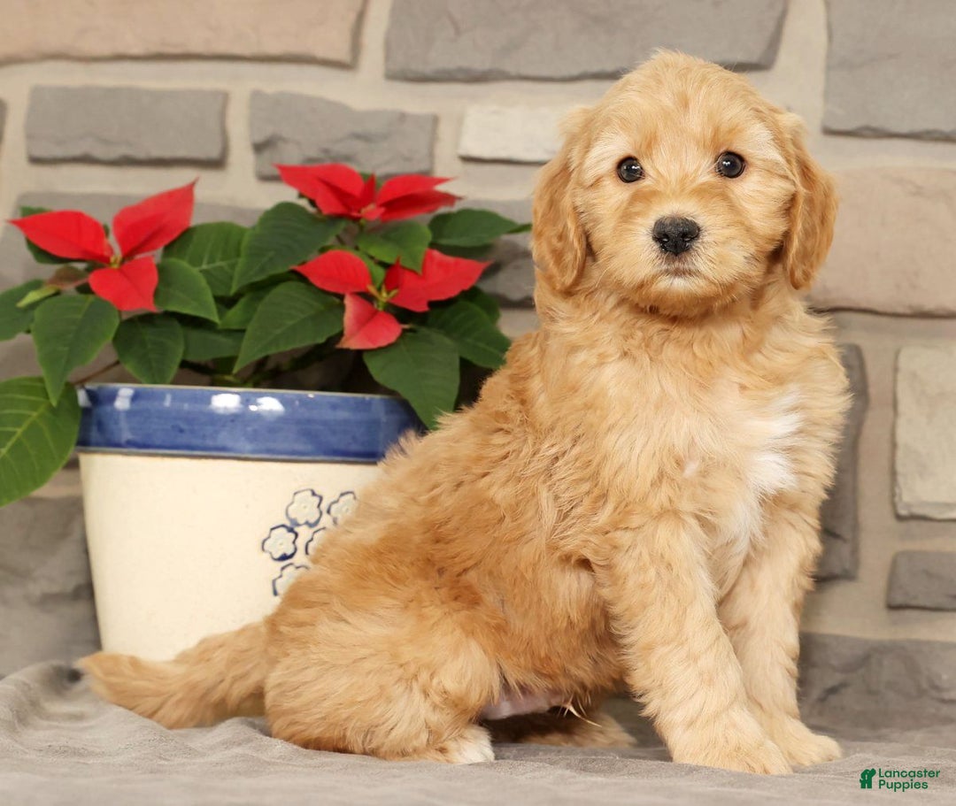 Mini Goldendoodle dogs for sale: Einstein - Ad 5