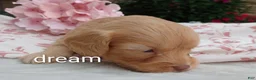 Cavapoo dogs for sale: Apphia - Ad 6