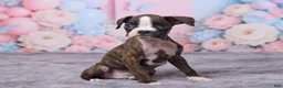 Boxer dogs for sale: Tyson - Ad 3