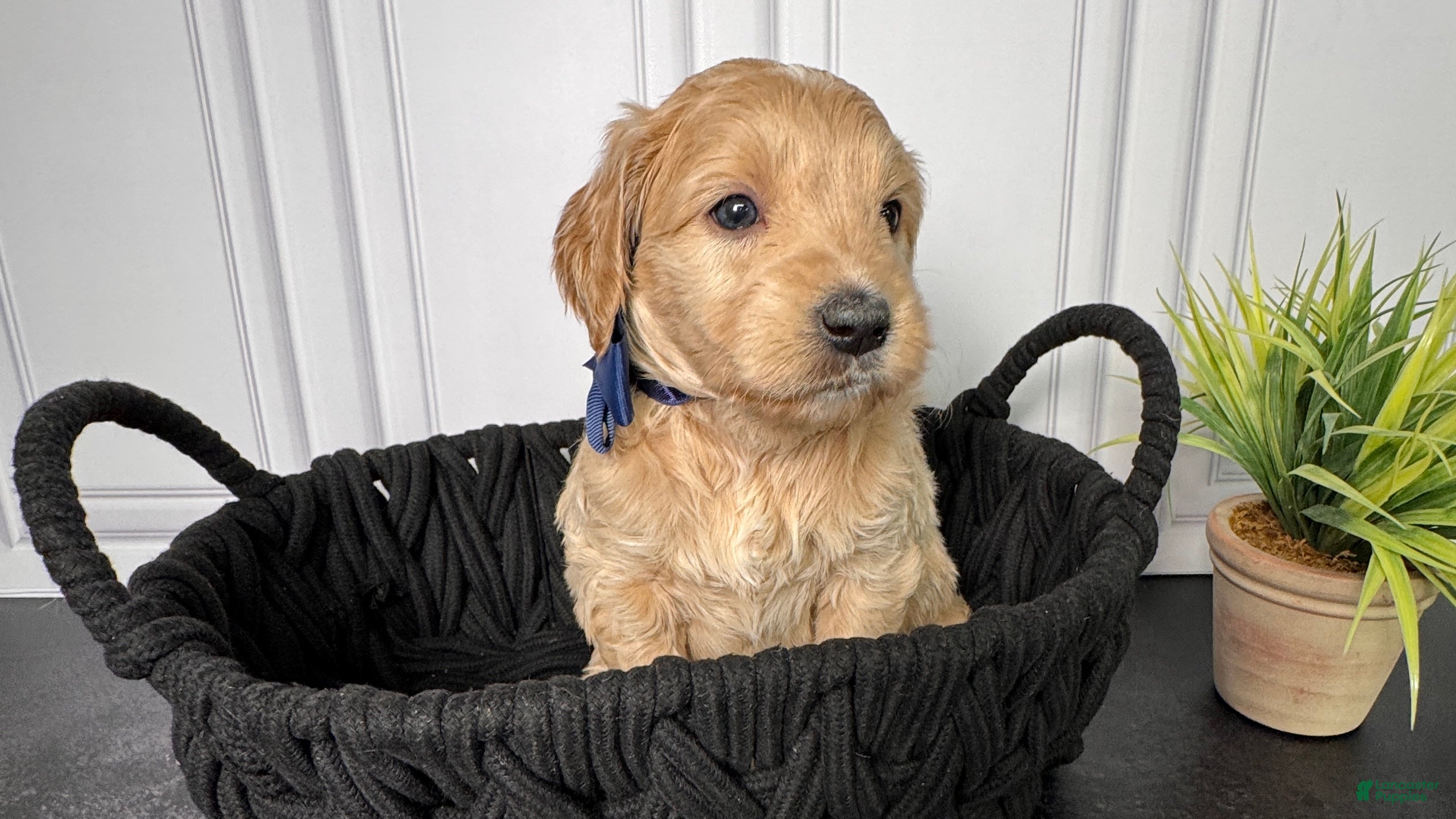 Mini Goldendoodle dogs for sale: Cambria Mini Goldendoodle - Ad 1