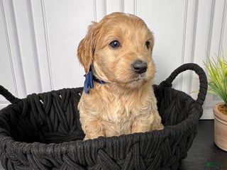 Mini Goldendoodle dogs for sale: Cambria Mini Goldendoodle - Ad 1