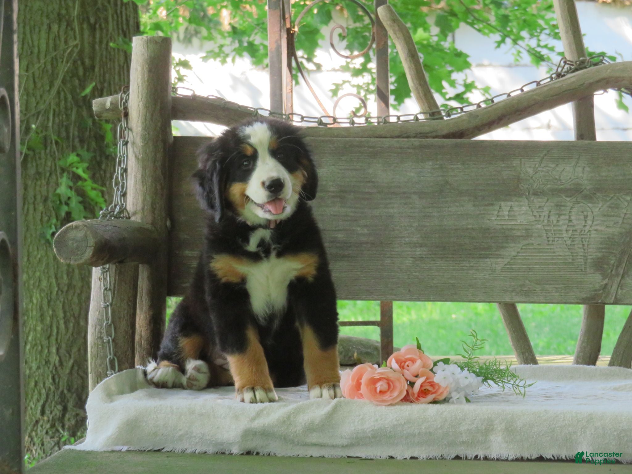 Jaci Bernese Mountain Dog for sale in Manheim | Lancaster Puppies