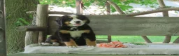 Bernese Mountain Dog dogs for sale: Jaci  - Ad 4