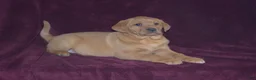 Labrador Retriever dogs for sale: Labrador Retriever Puppy 7 - Ad 2