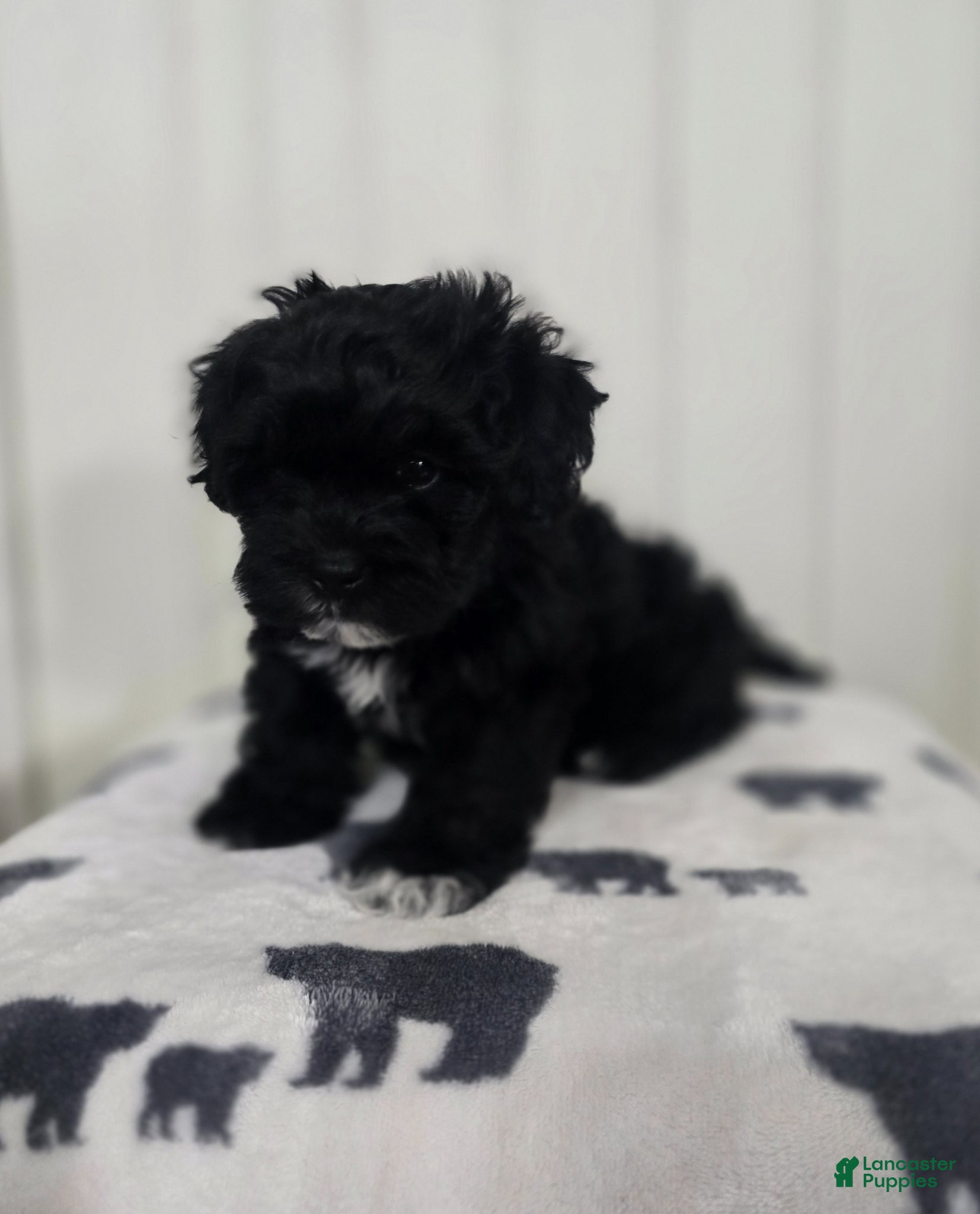 Shihpoo dogs Shihpoo Puppy 1 - Ad 25