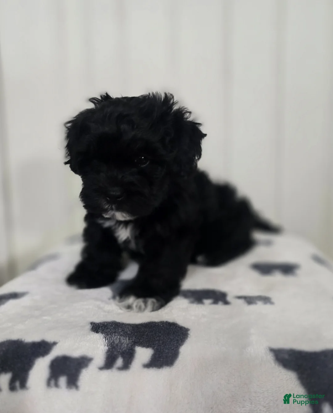 Shihpoo dogs for sale: Shihpoo Puppy 1 - Ad 1