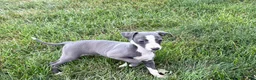 Italian Greyhound dogs for sale: Fiona - Ad 7