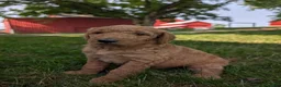 Goldendoodle dogs for sale: Sara - Ad 7