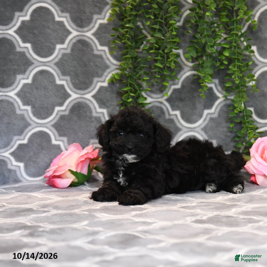 Havapoo dogs Bill - Ad 2