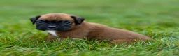 Boxer dogs for sale: Narissa Boxer  - Ad 8