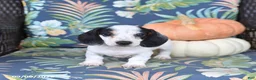 Miniature Dachshund dogs for sale: Hero - Ad 4