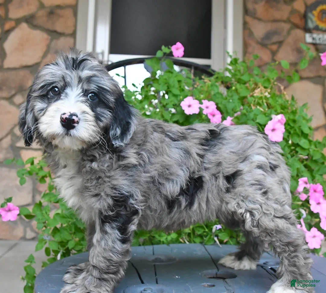 Mixed Breed dogs Prince - Ad 2