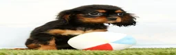 Cavalier King Charles Spaniel dogs for sale: Nala - Ad 5