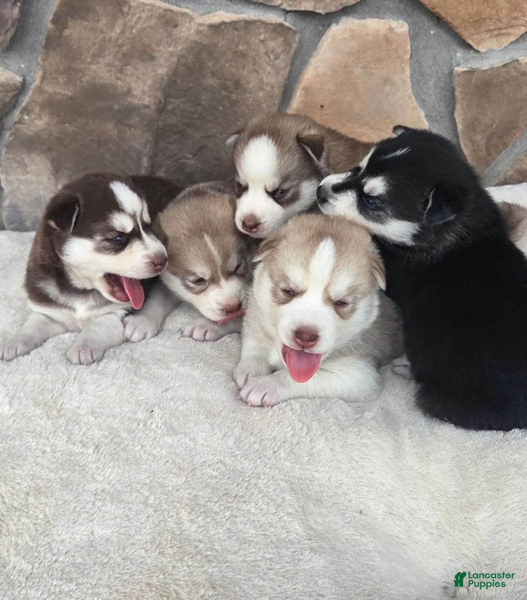 Siberian Husky dogs for sale: Galaxy - Ad 17