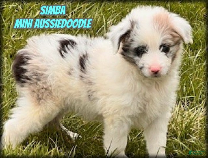 Mini Aussiedoodle dogs Simba - Ad 1