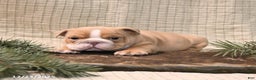 English Bulldog dogs for sale: Jingles - Ad 3