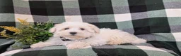 Maltese dogs for sale: Haden 7 lbs Full Grown - Ad 2