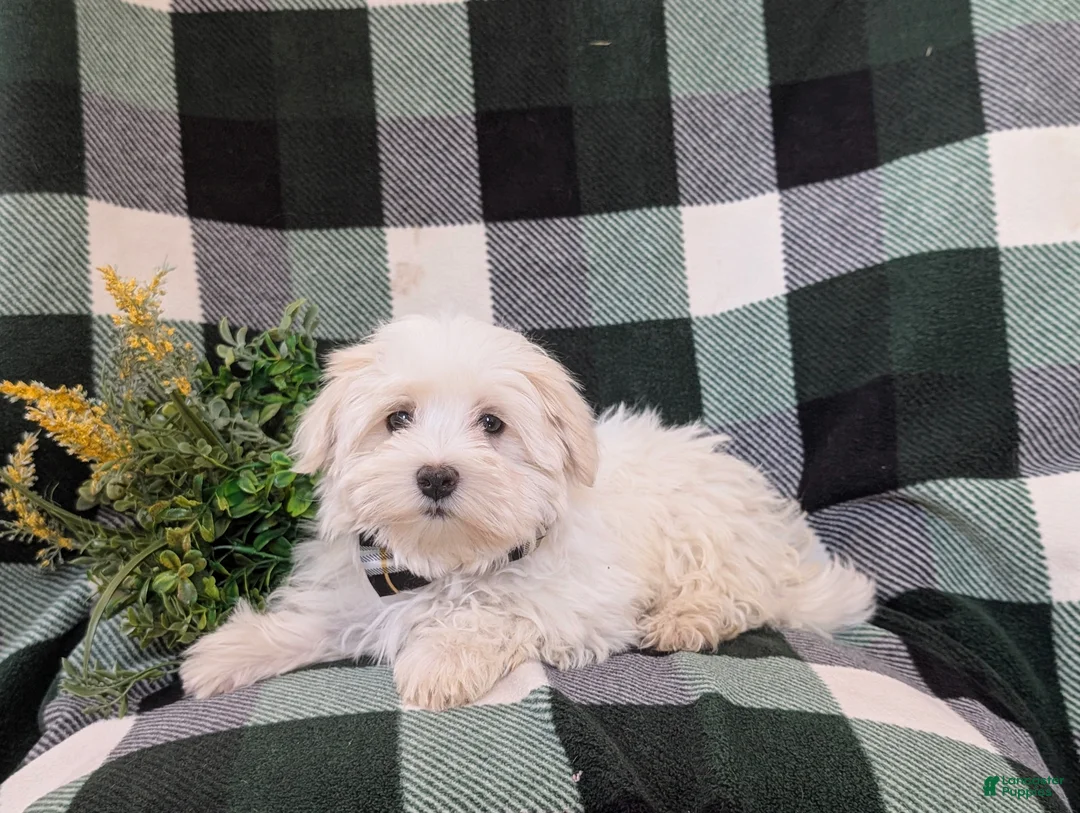 Maltese dogs for sale: Haden 7 lbs Full Grown - Ad 2