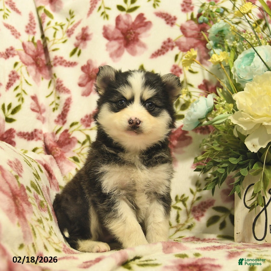 Pomsky dogs Indigo  - Ad 1