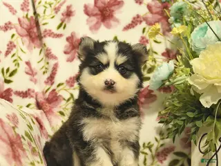 Pomsky dogs for sale: Indigo - Ad 2