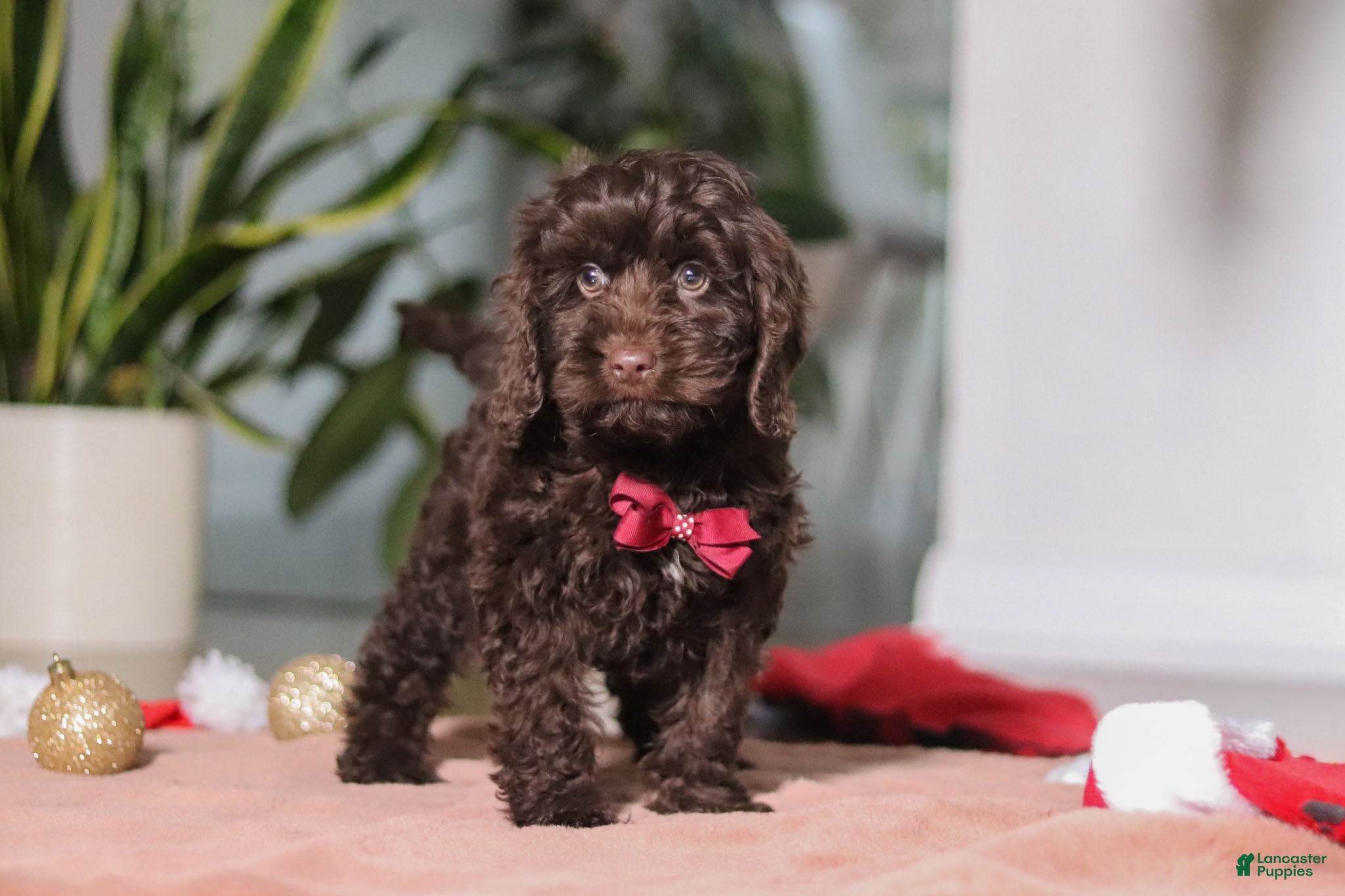 Cockapoo dogs Finn - Ad 25