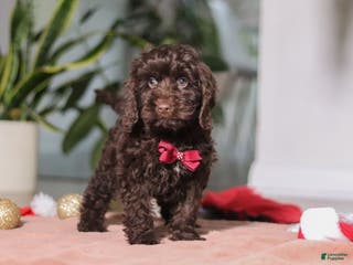 Cockapoo dogs Finn - Ad 28