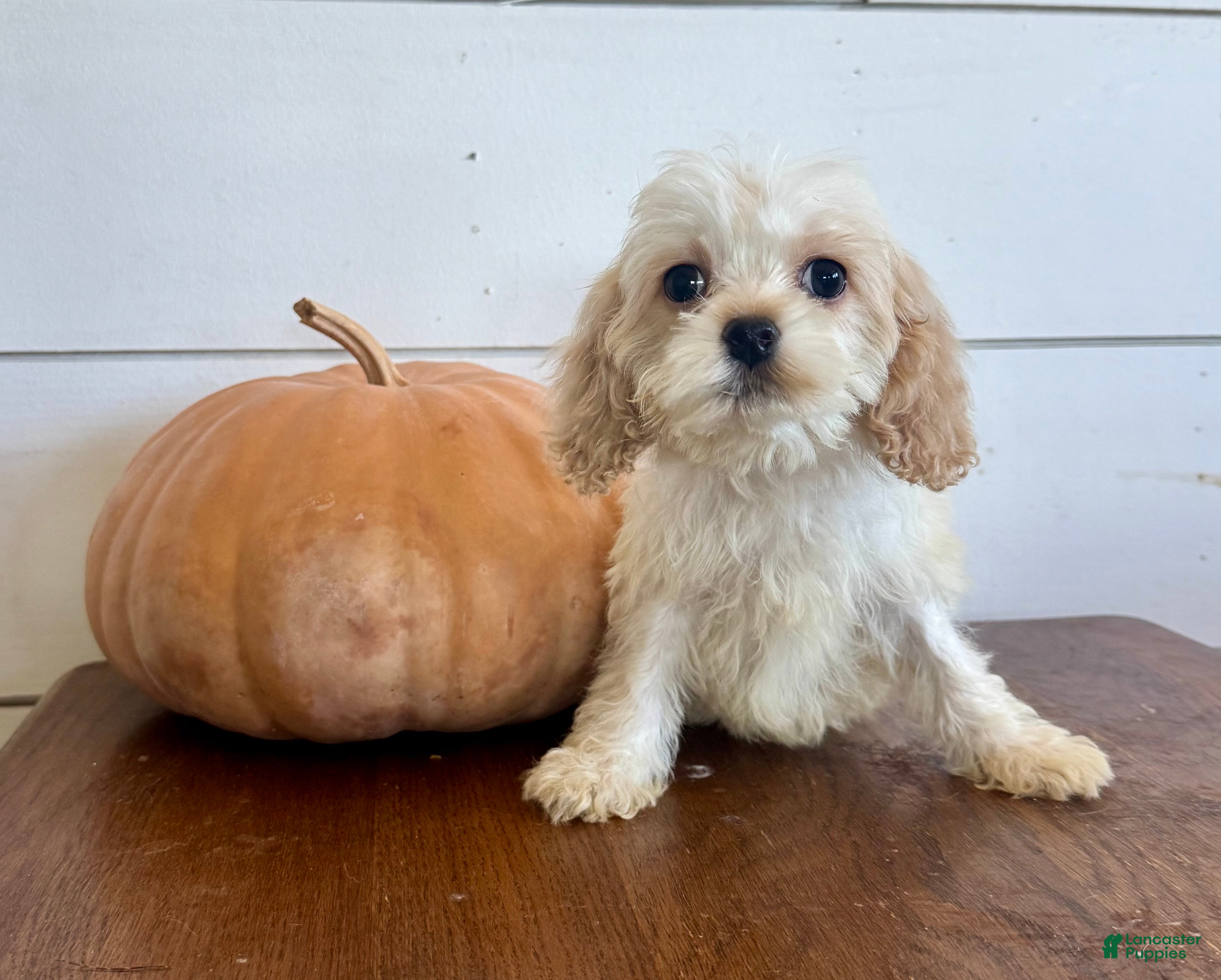 Cockapoo dogs Polly  - Ad 2