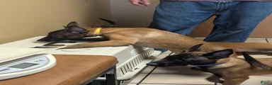 Belgian Malinois 2